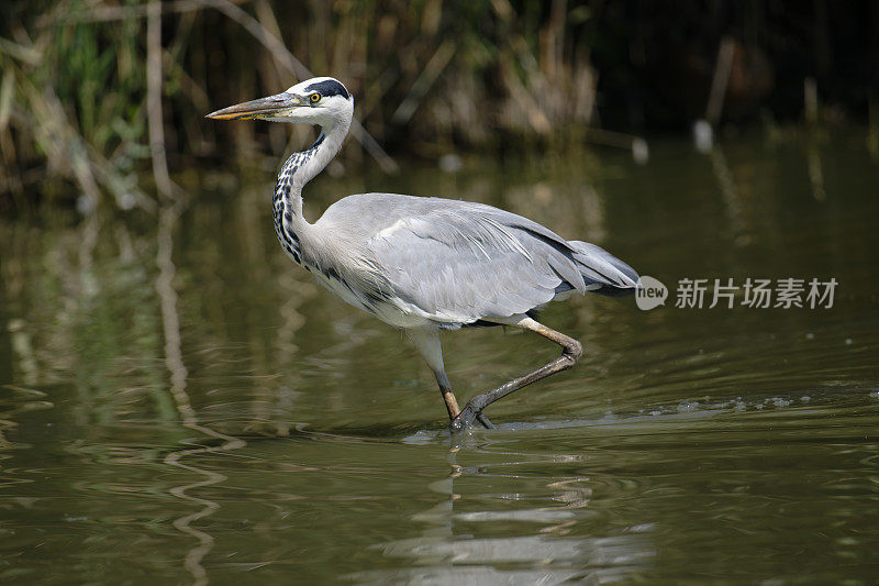 灰鹭(Ardea cinerea)